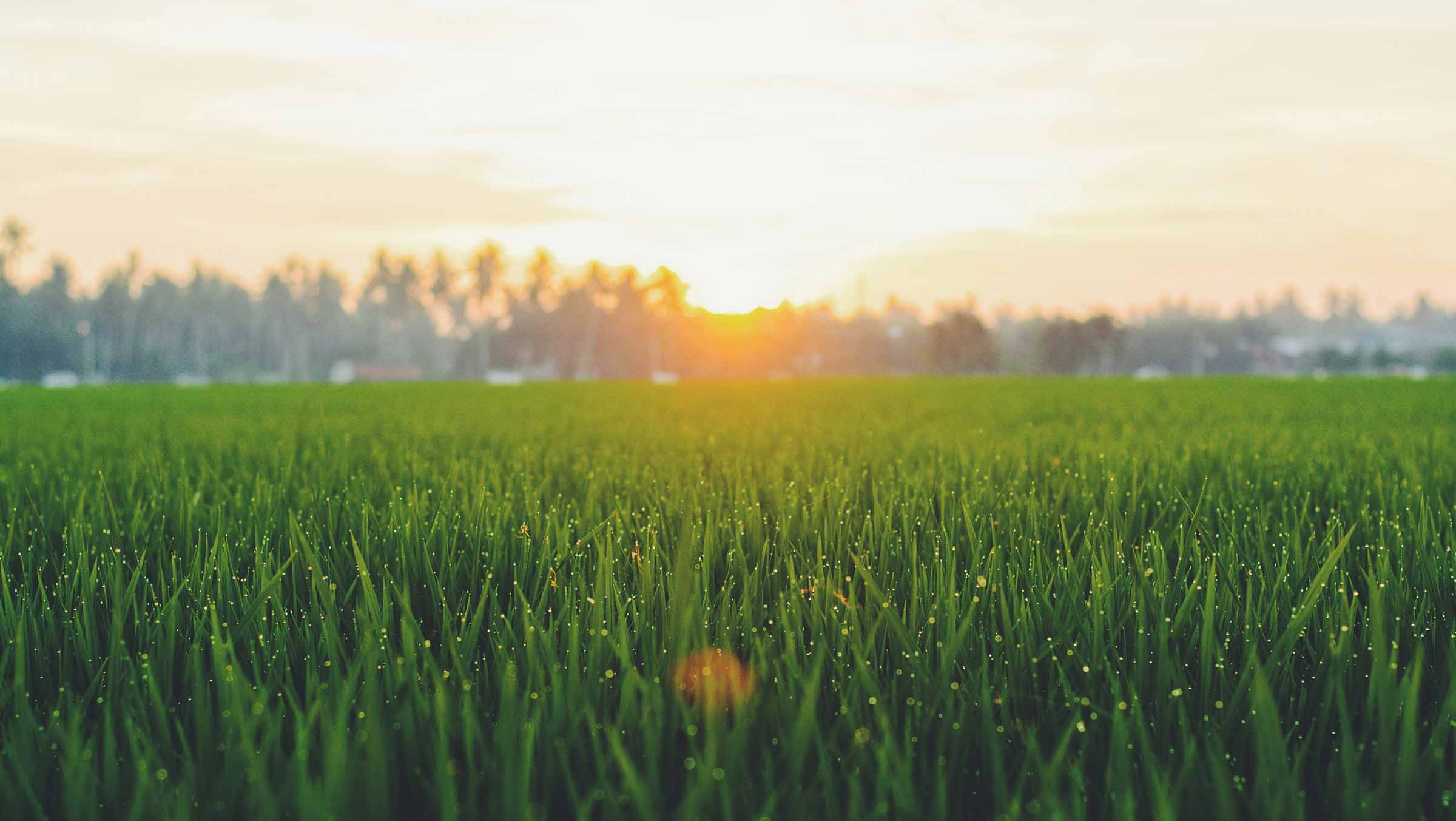 Lush green grass at sunset