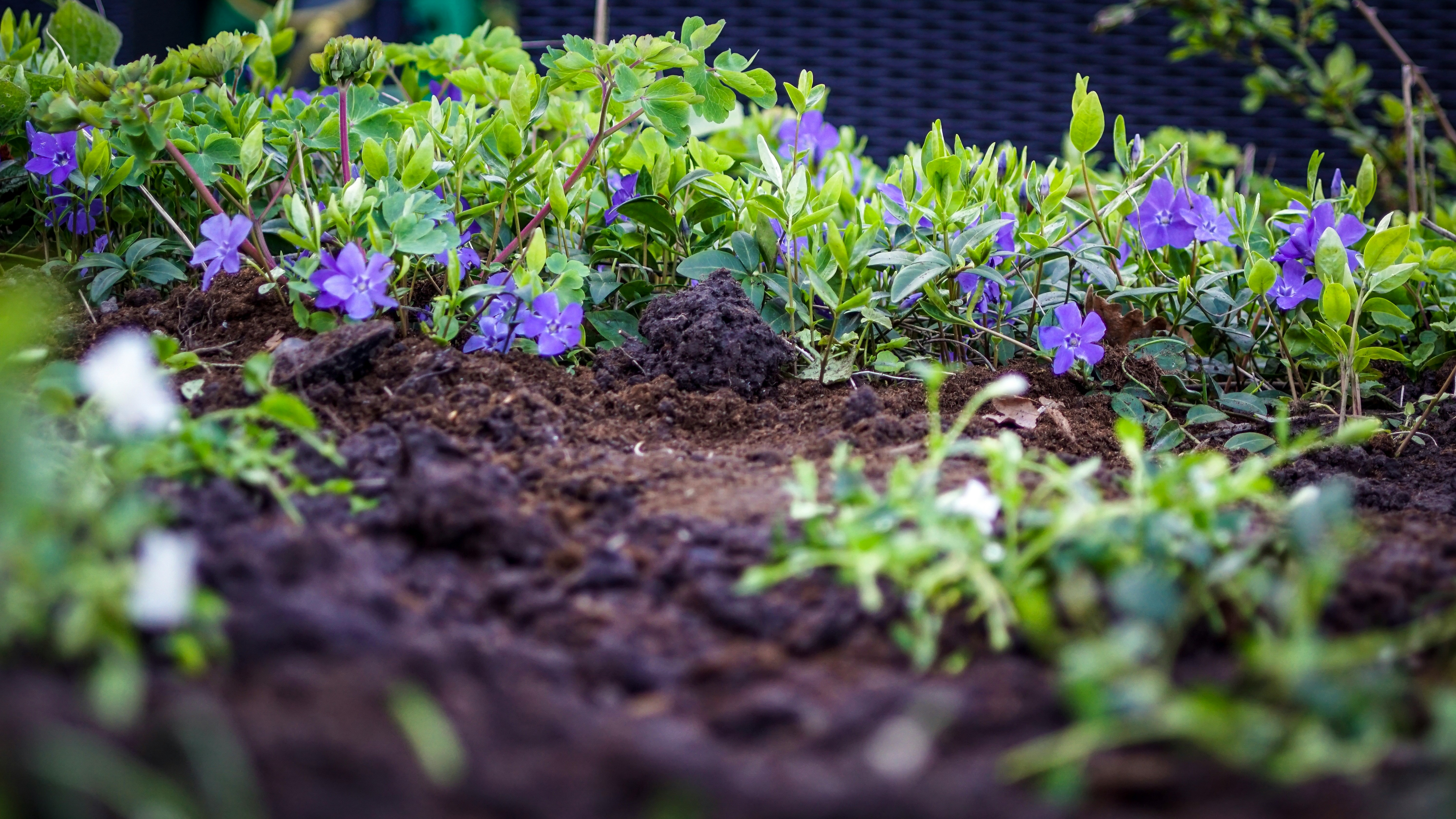 Spring sprinkler system startup service